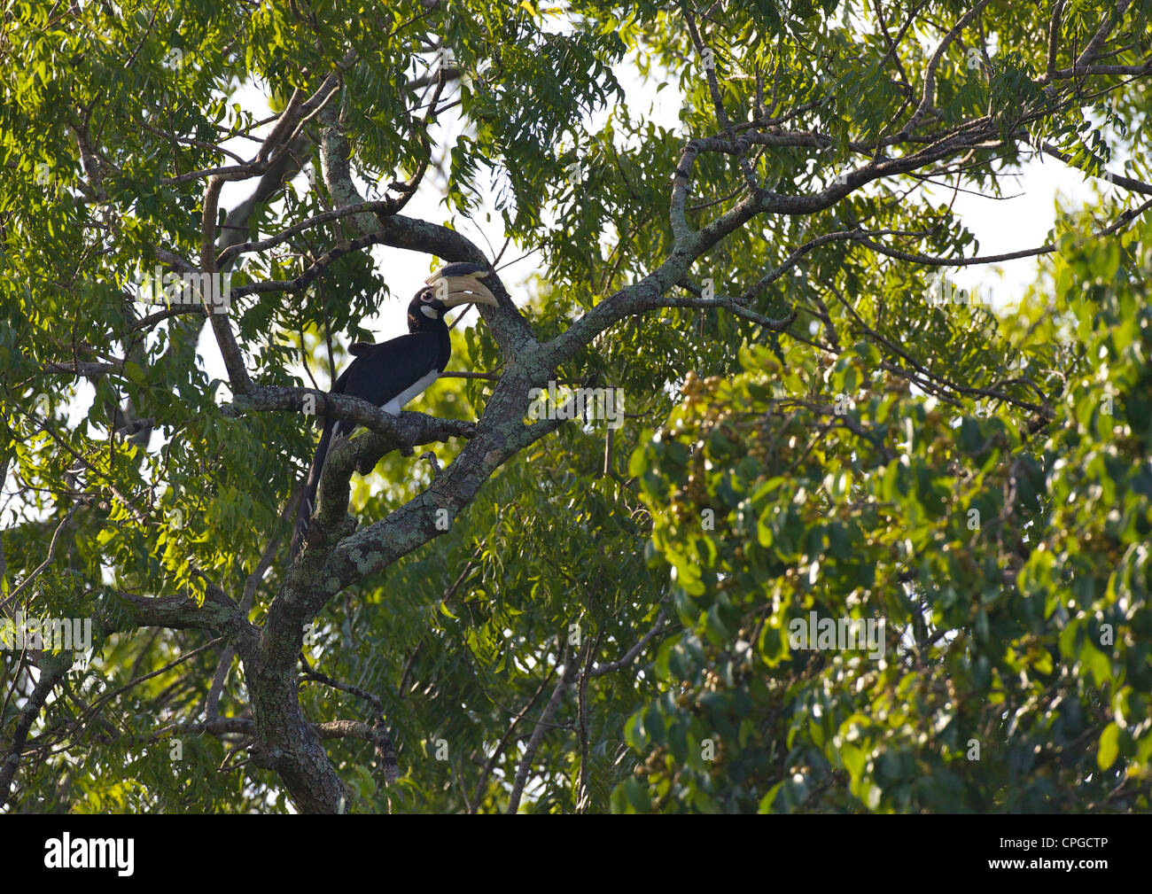 Malabar Pied Hornbill, Anthracoceros Coronatus, male, Yala National Park, Sri Lanka, Asia Stock Photo