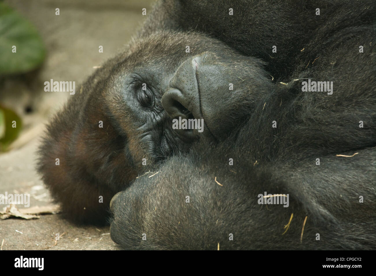 Gorilla sleeping in his cage in the zoo of Madrid, Spain Stock Photo