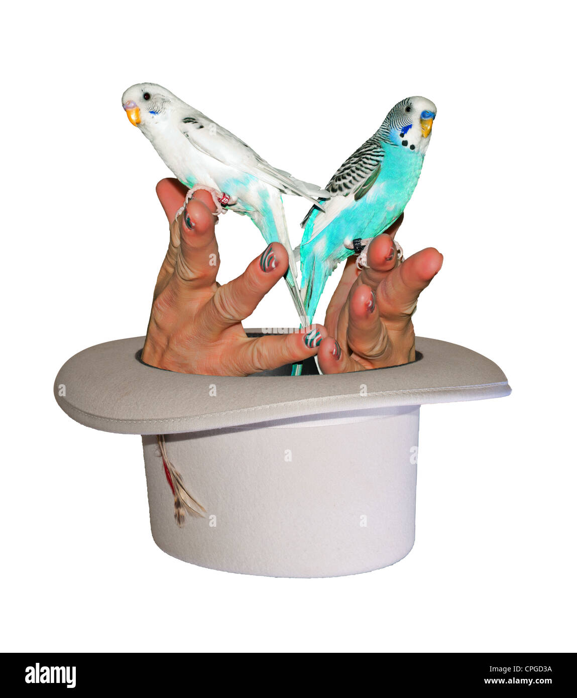 Two hands holding parakeets magically appear out of an upside down top