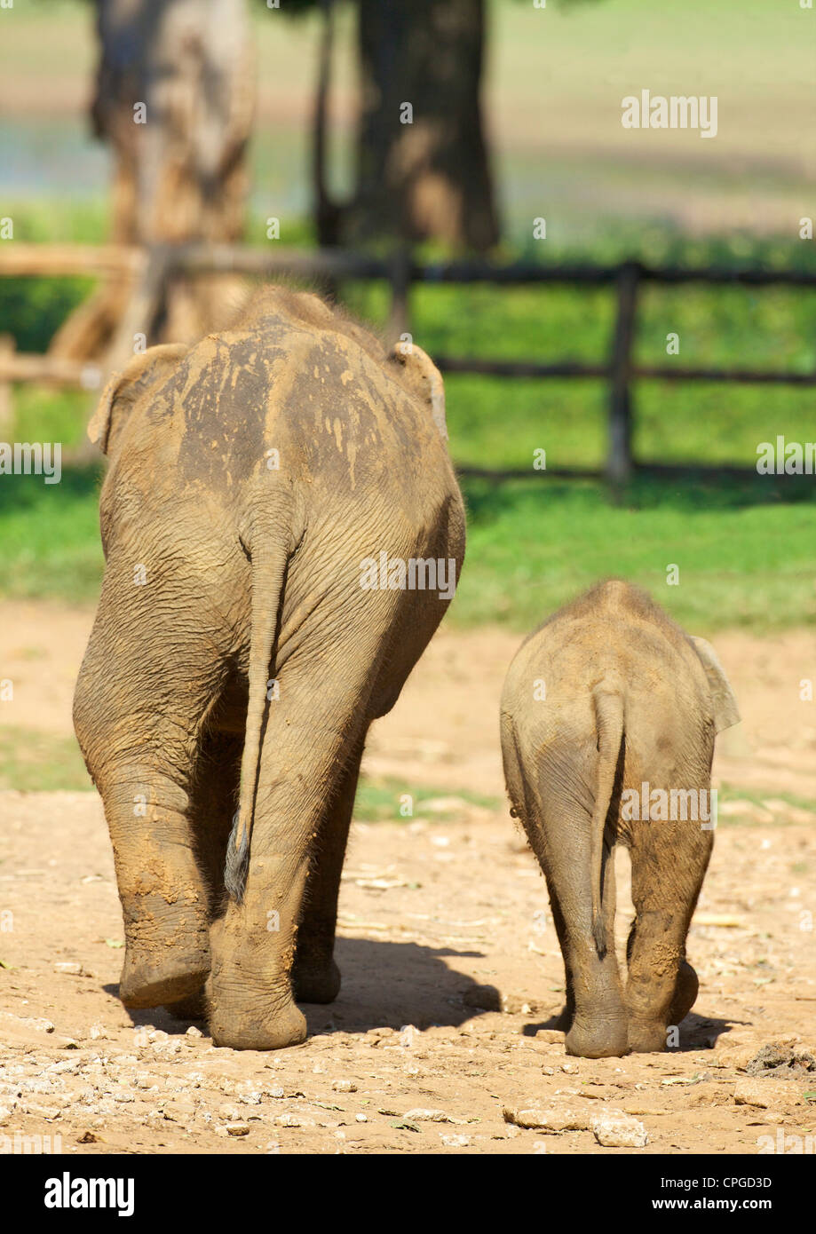 Baby asian elephants, Uda Walawe Elephant Transit Home, Sri Lanka, Asia Stock Photo