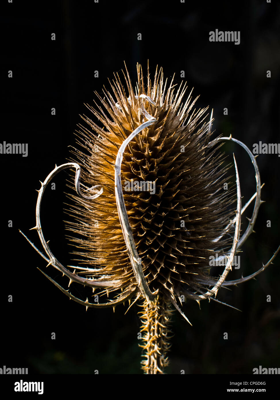 The seed head of a common teasel growing in a garden in South Yorkshire, in the UK Stock Photo