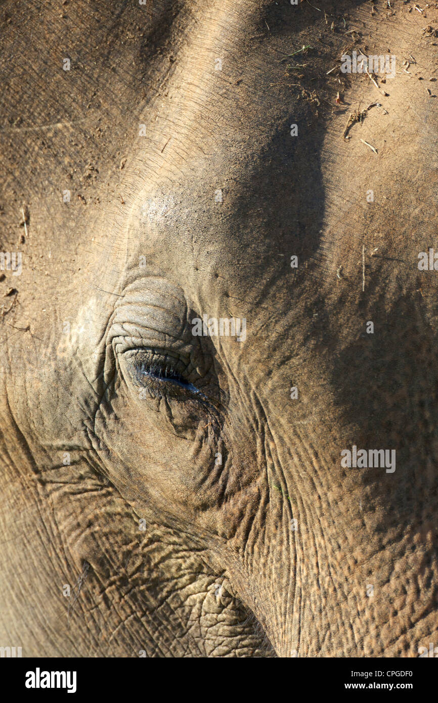 Close-up of face of asiatic elephant, Elephas maximus maximus, Uda Walawe National Park, Sri Lanka, Asia Stock Photo