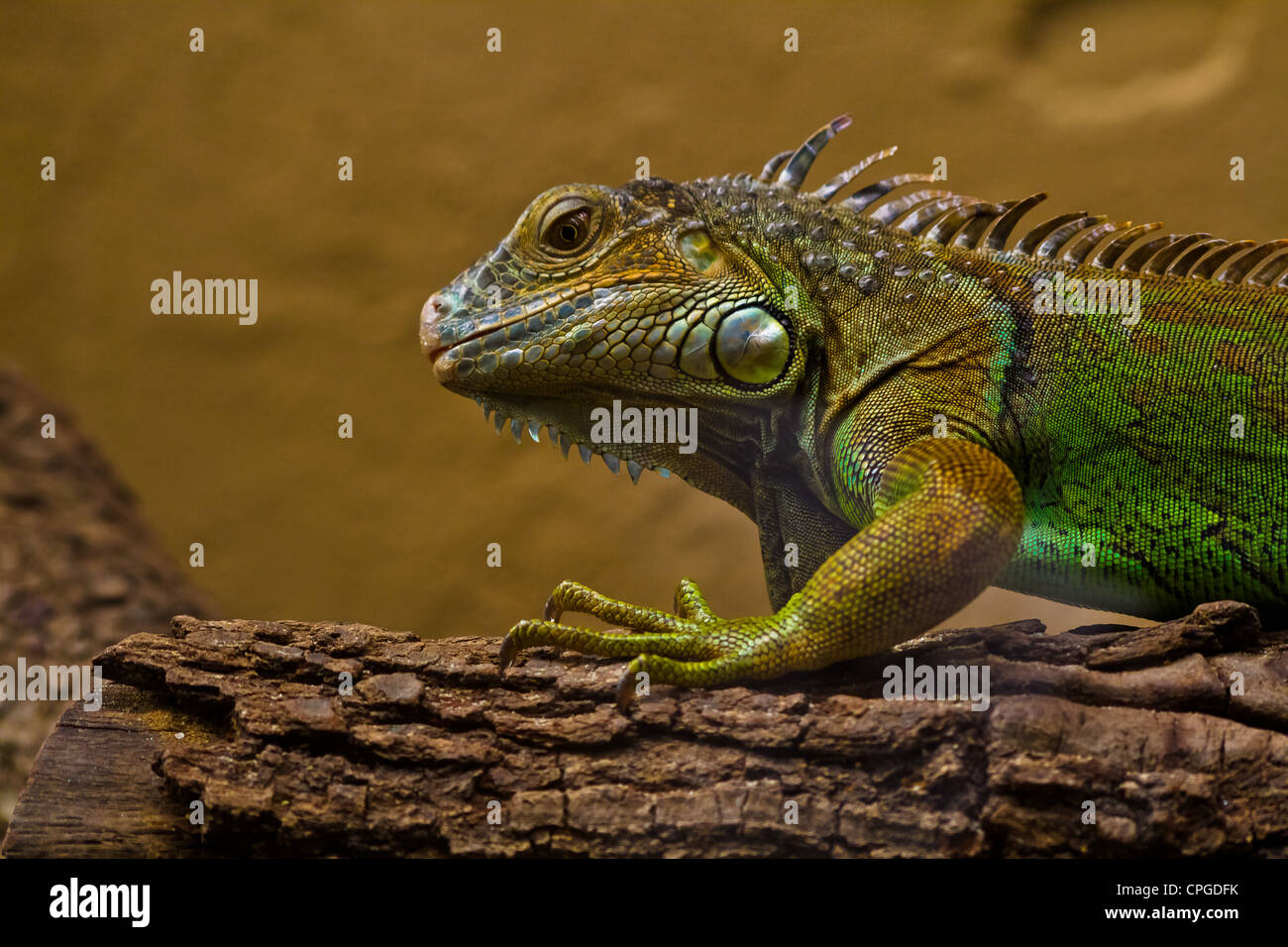 Chamelon in a zoo Stock Photo