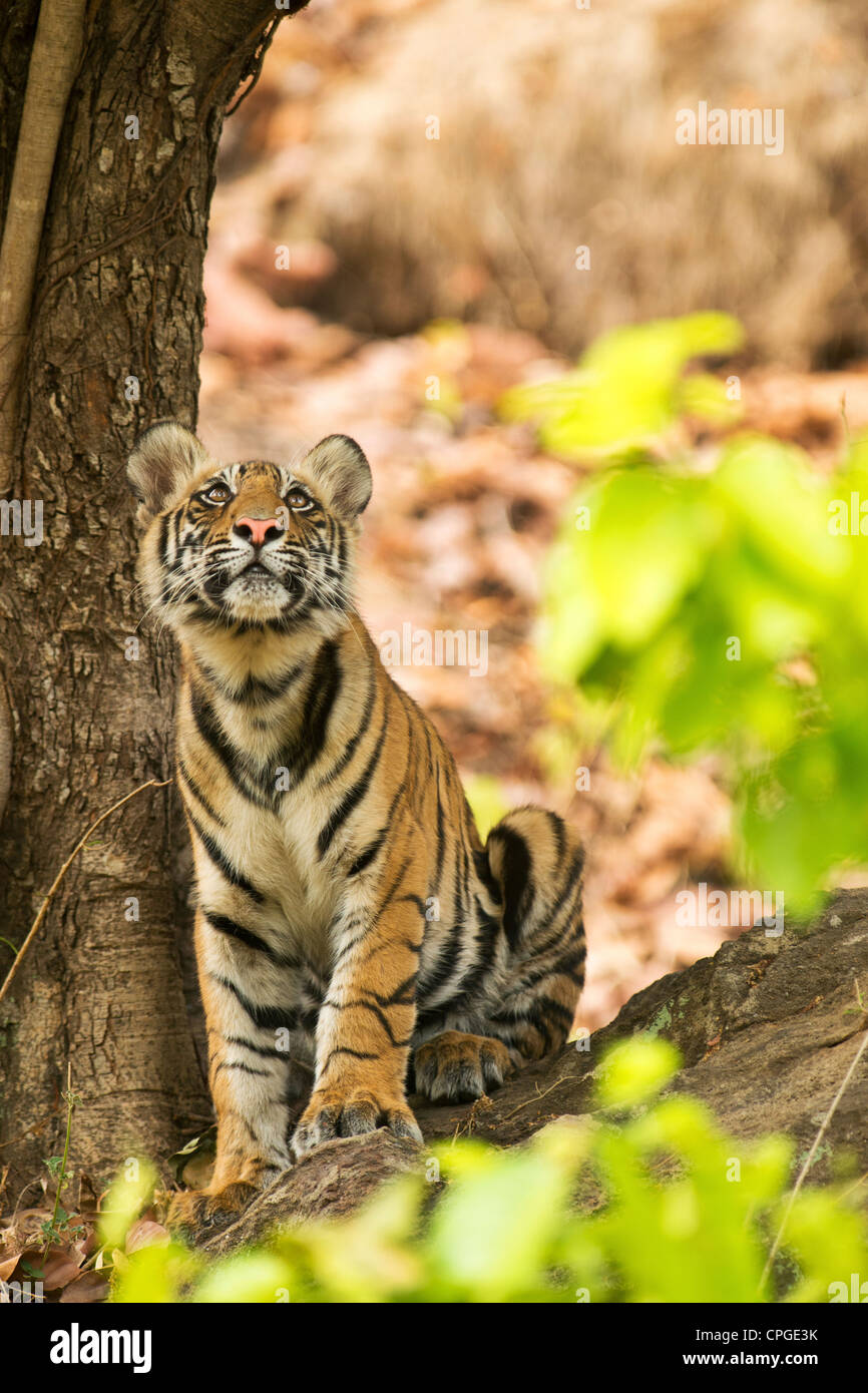 A 9-month-old Bengal Tiger Cub looks up in Bandhavgarh Tiger Reserve, India Stock Photo