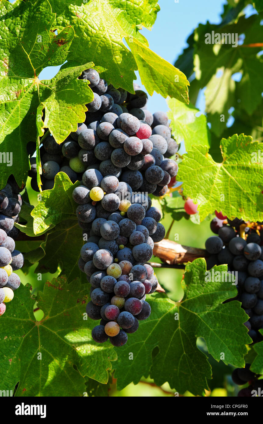 Zinfandel grapes growing on vines in California, USA Stock Photo