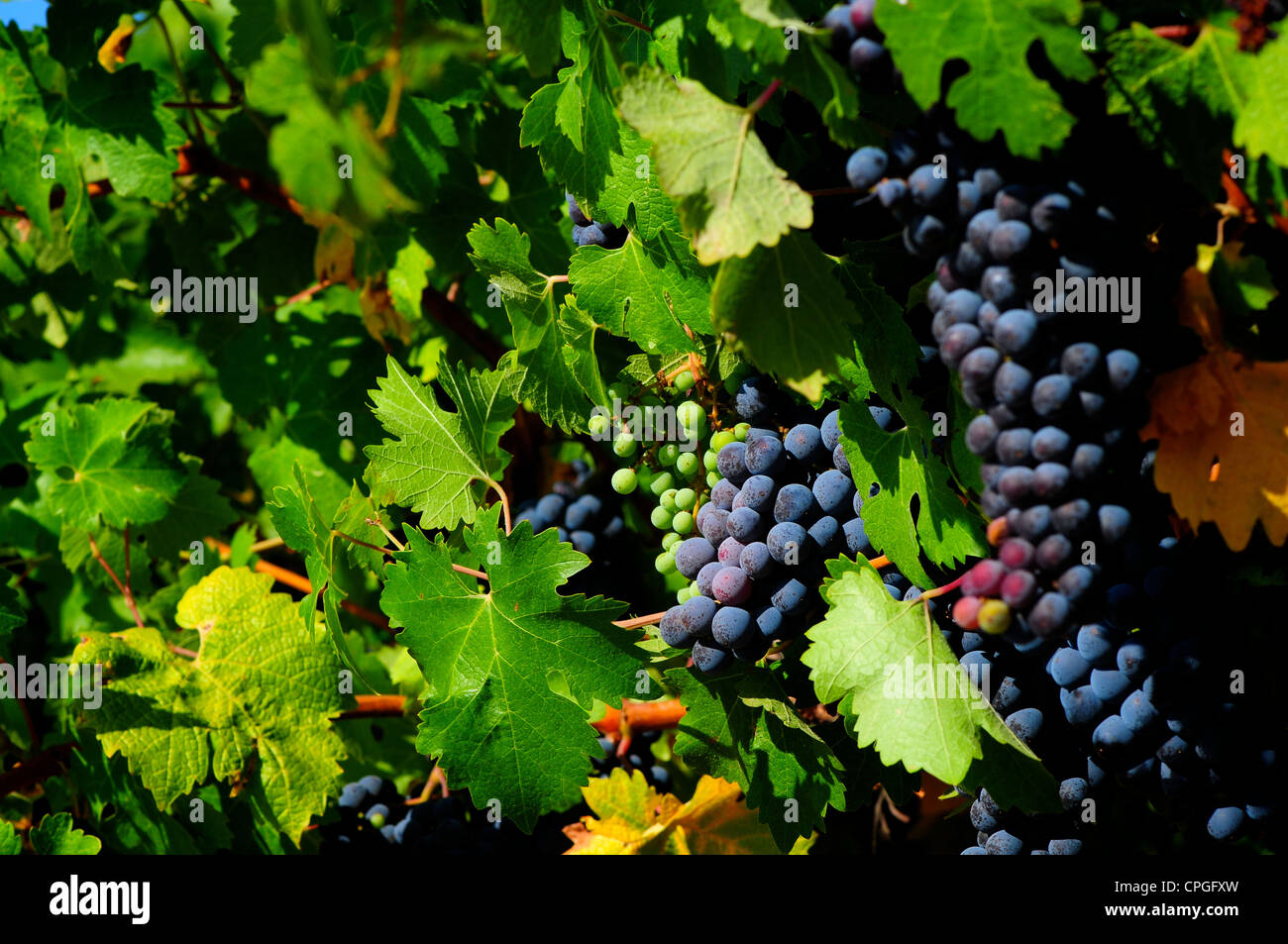 Zinfandel grapes growing on vines in the Sonoma / Napa region, California, USA Stock Photo