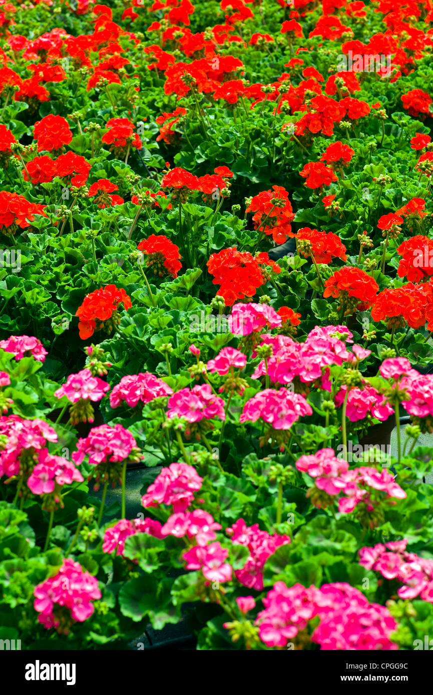 Fresh spring Geranium flowers for sale at a small town nursery. Stock Photo