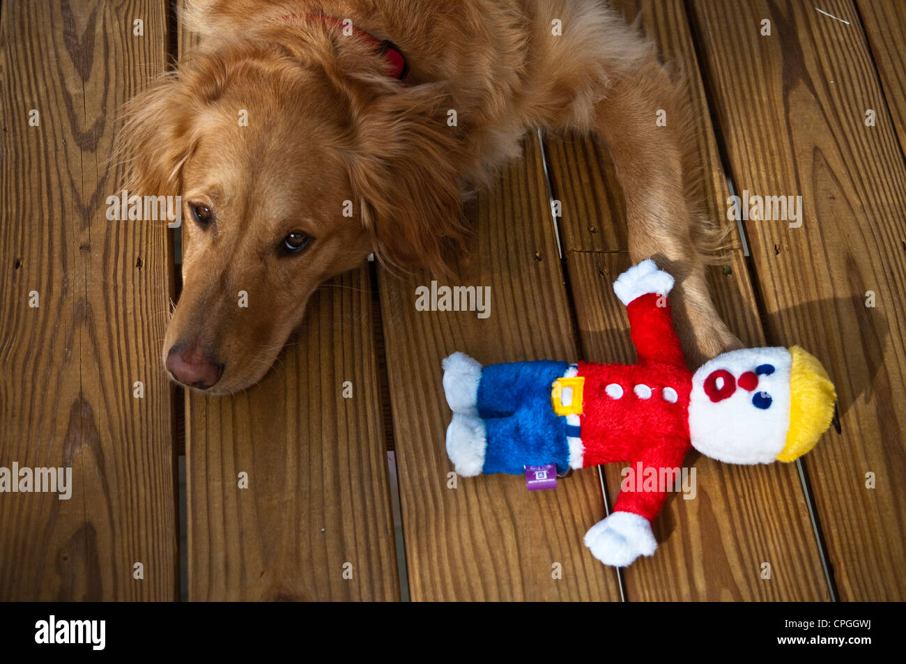 Mr. Bill Character Doll And Dog Stock Photo - Alamy