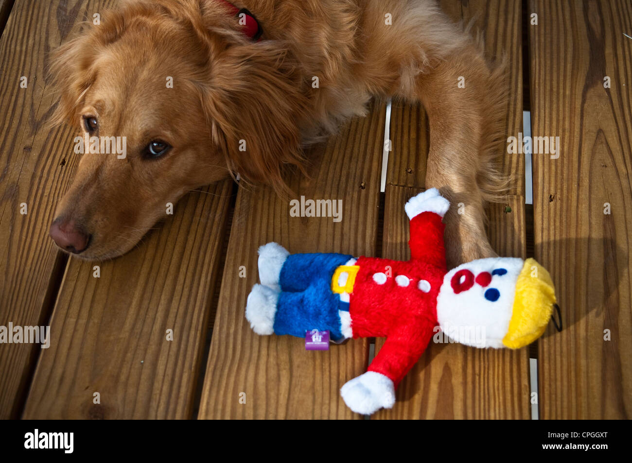 Mr. Bill character doll and dog Stock Photo Alamy