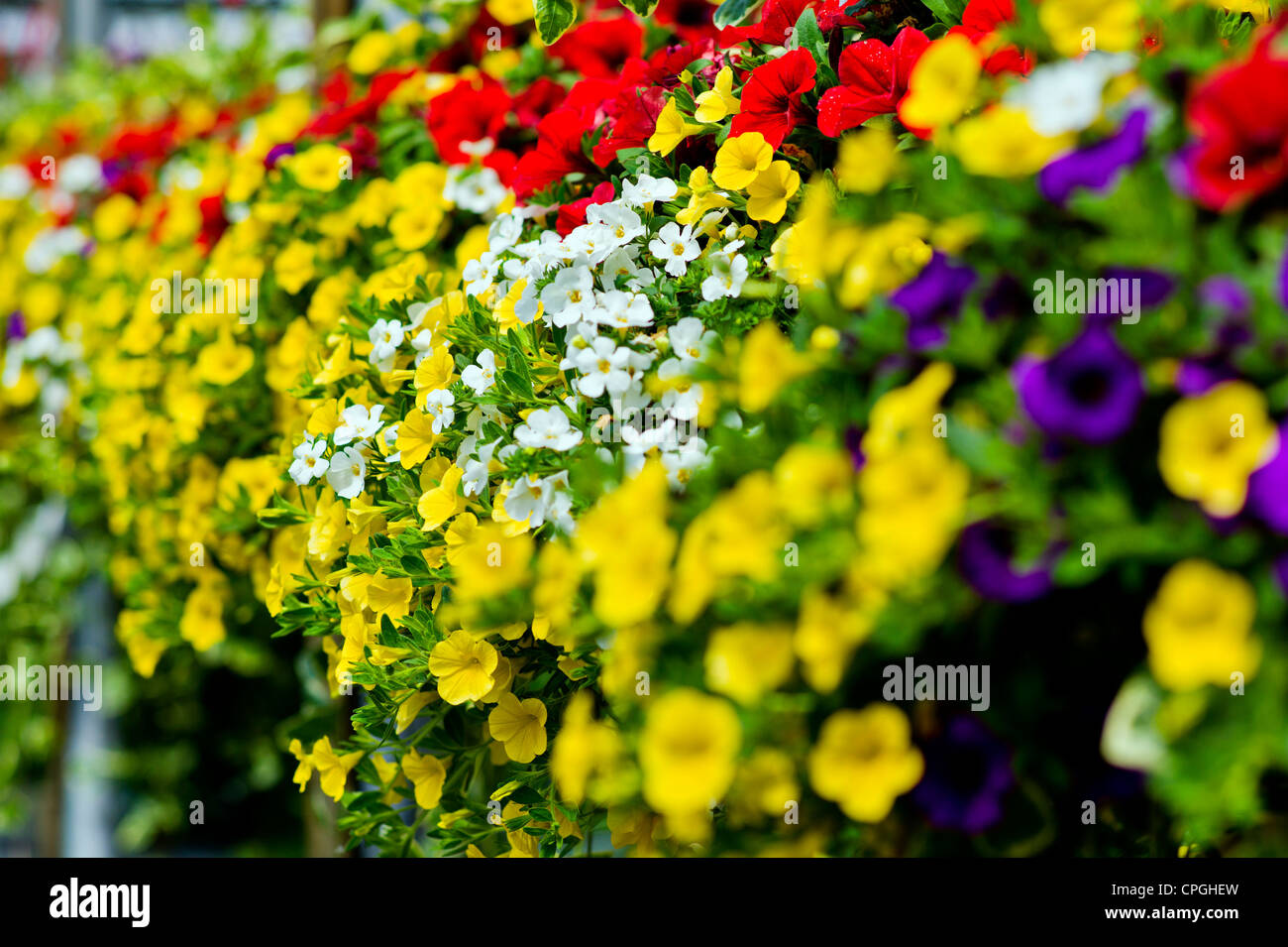 Hanging plants indoor hires stock photography and images Alamy
