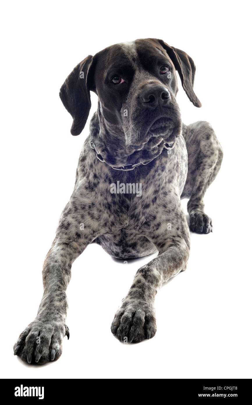 german shorthaired pointer in front of white background Stock Photo