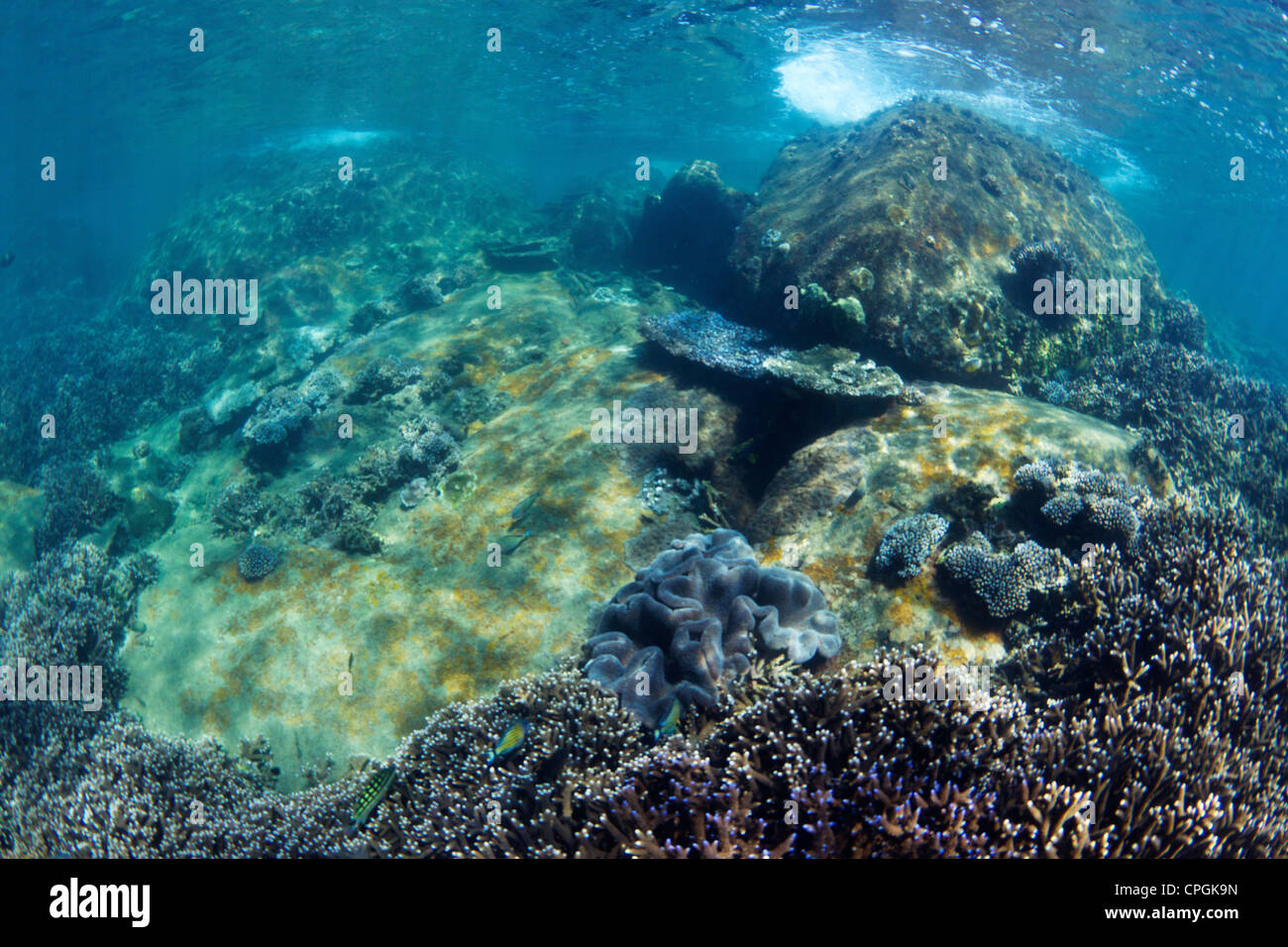 Underwater view of coral reef on