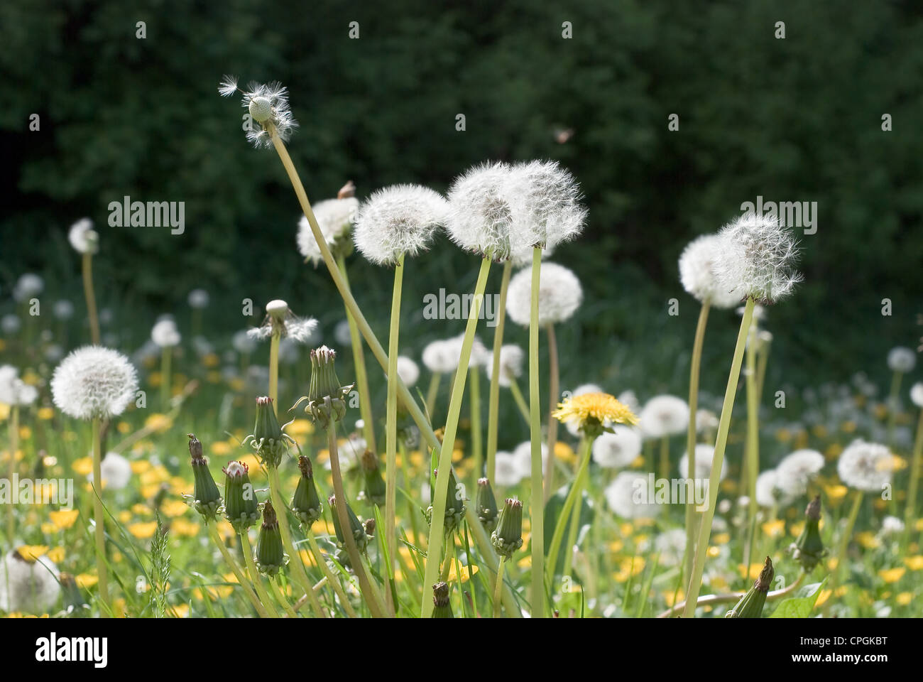 Landscape flowering dandelion meadow hi-res stock photography and ...