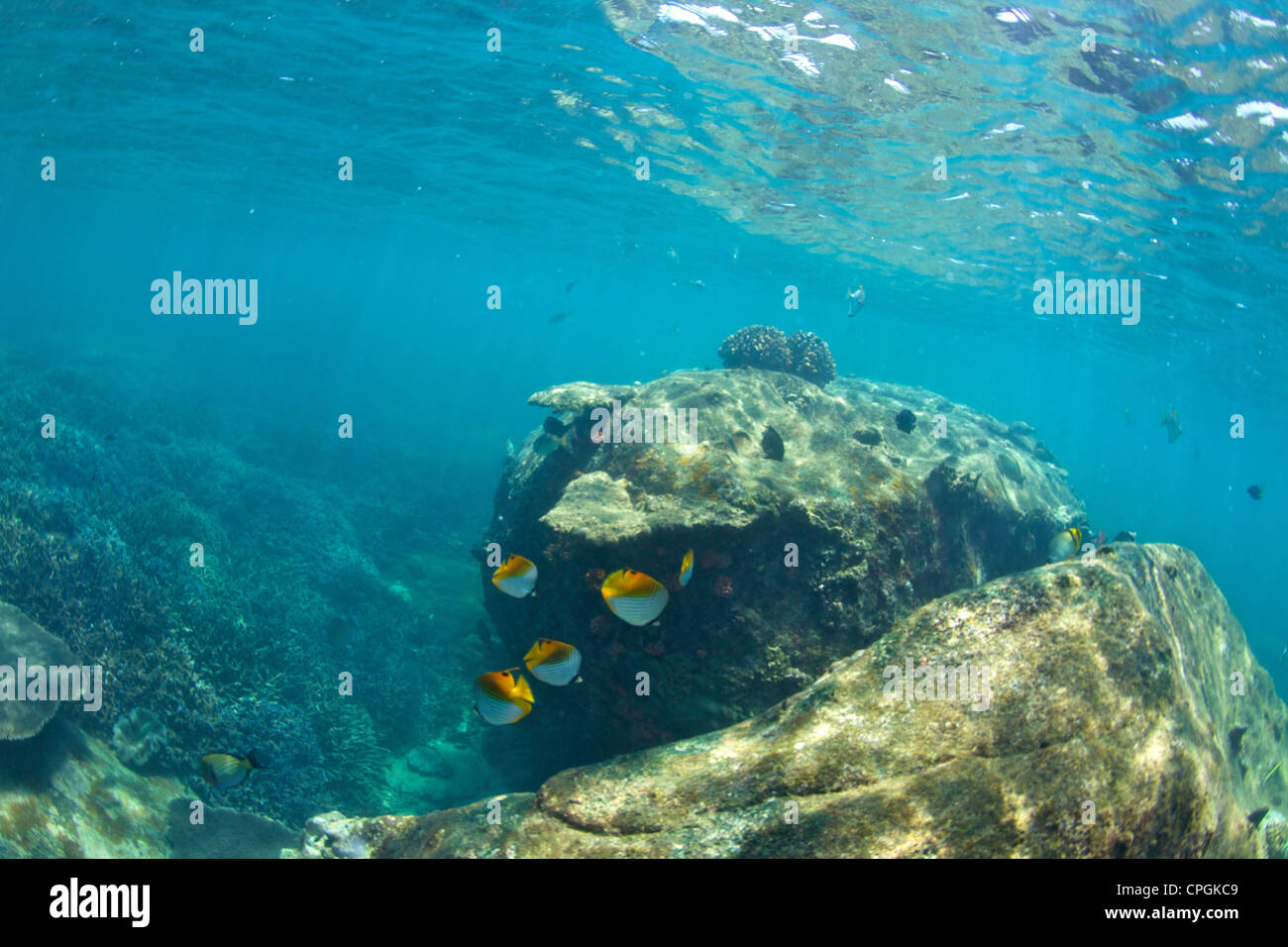 Underwater view of coral reef, Pigeon