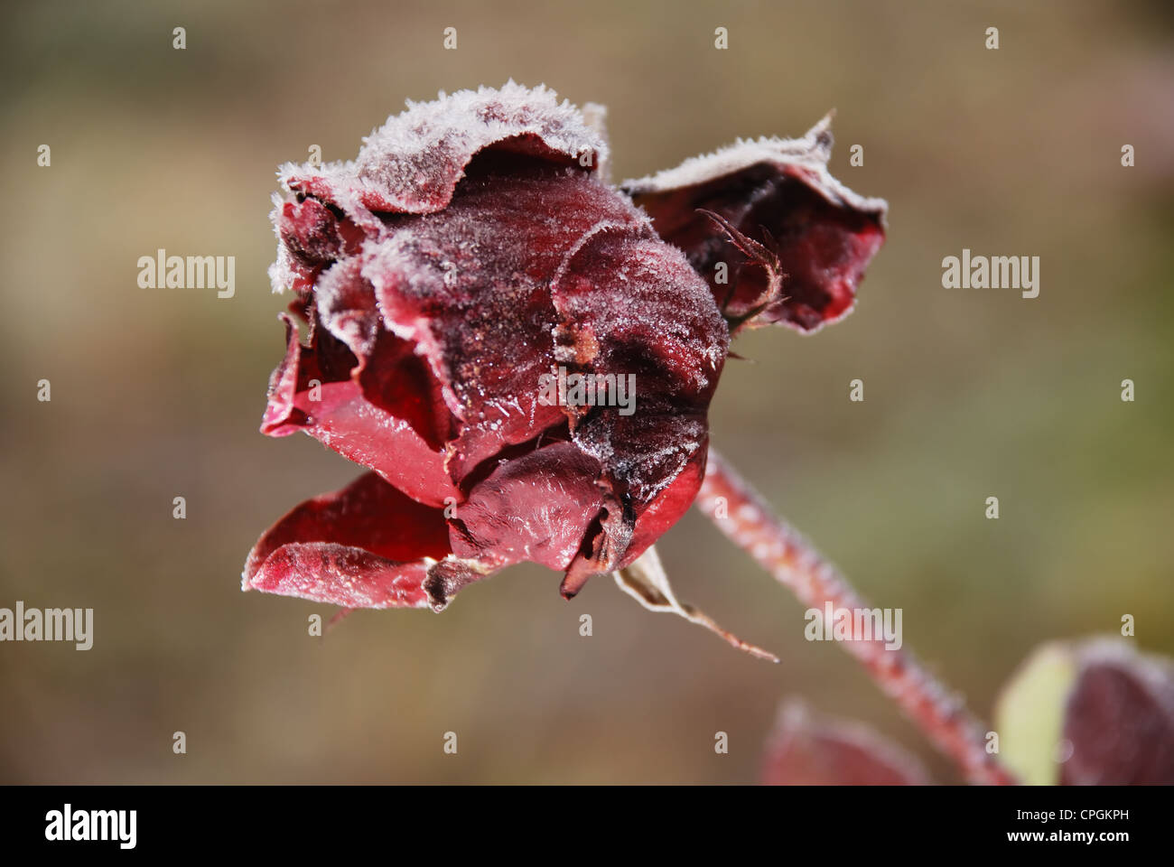 frosted red beautiful rose in the garden Stock Photo Alamy
