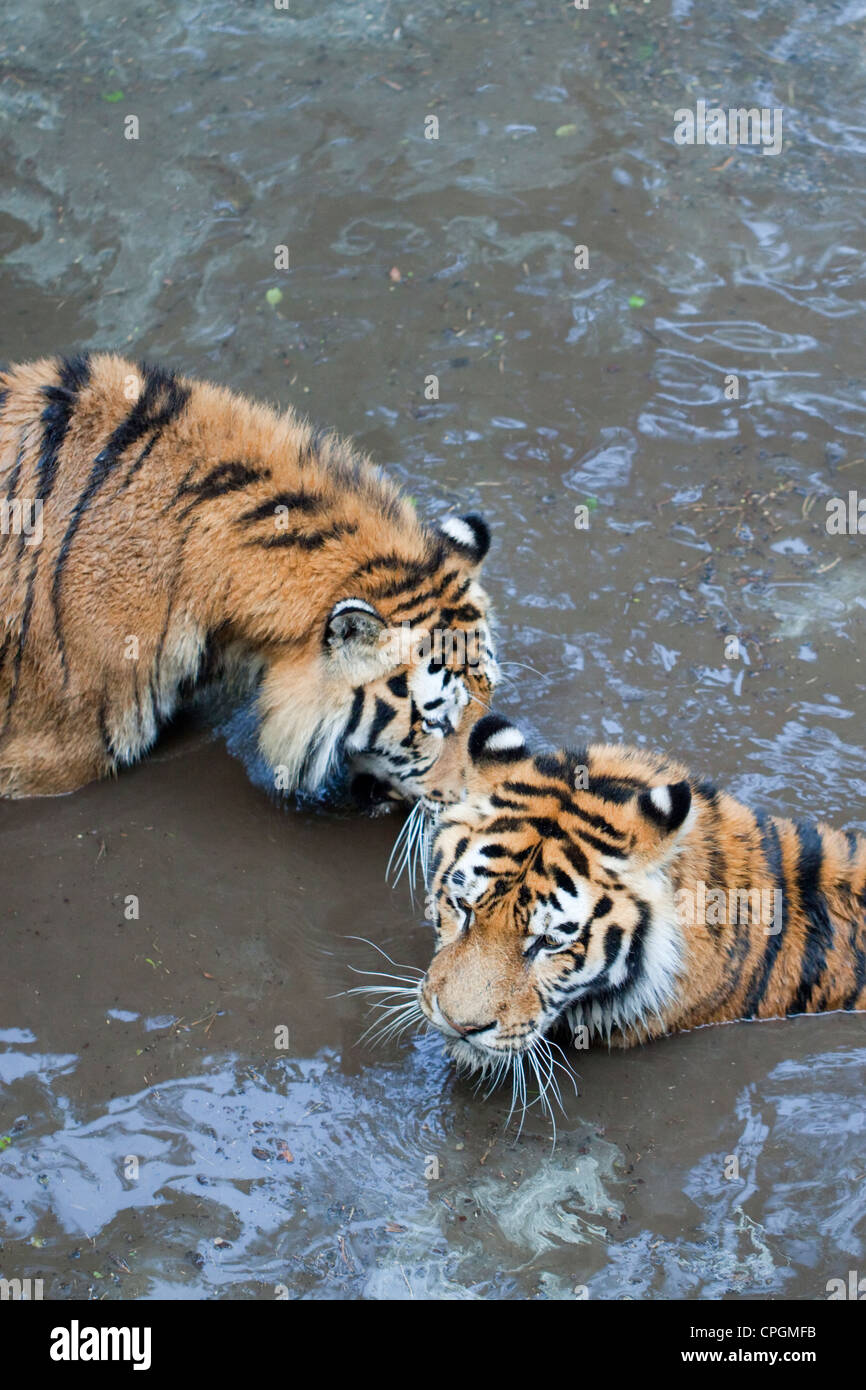 Two Siberian tigers in shallow water Stock Photo