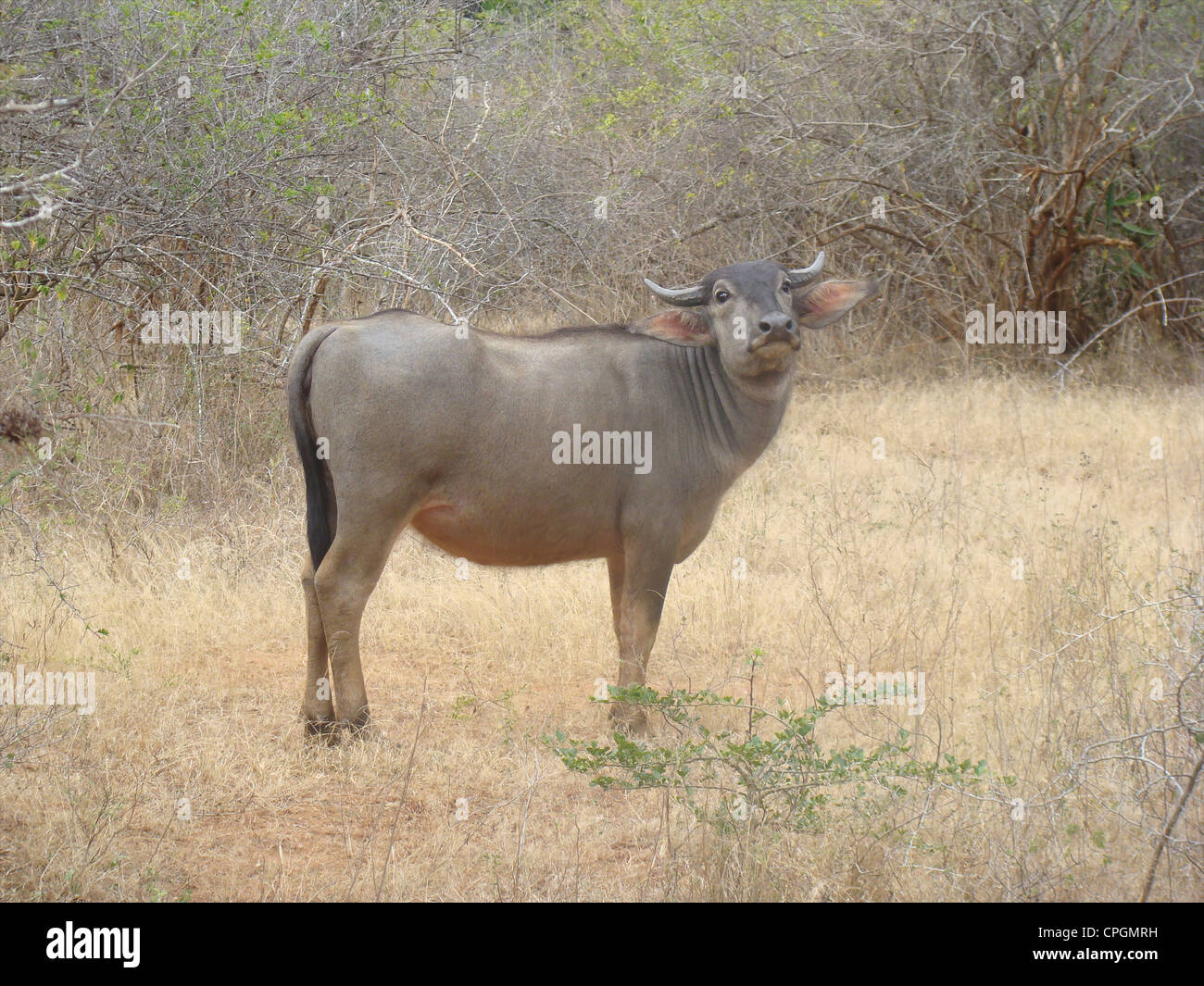 Wild water buffalo, Bubalus arnee, Yala National Park, Sri Lanka, Asia Stock Photo