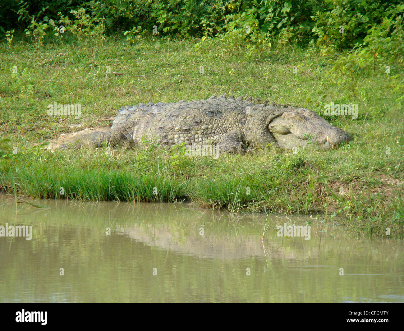 Crocodile Yala National Park, Sri Lanka, Asia Stock Photo