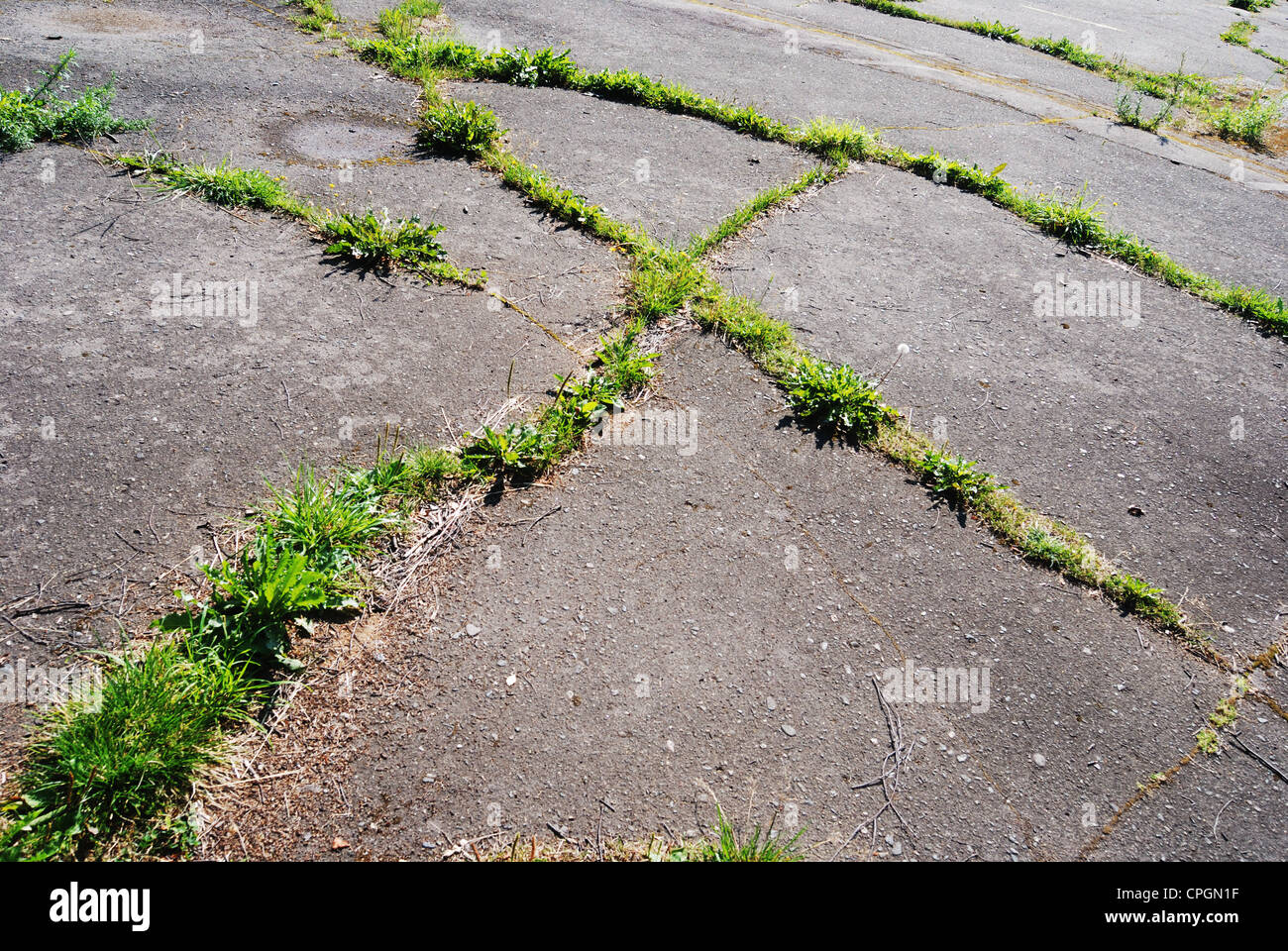 green grass fighting its way through the asphalt Stock Photo