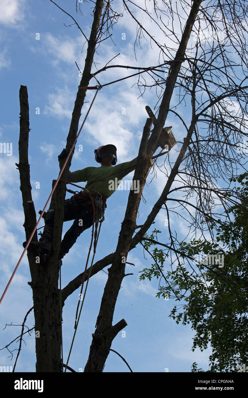 Workers Take Down Ash Tree Killed by Emerald Ash Borer Stock Photo