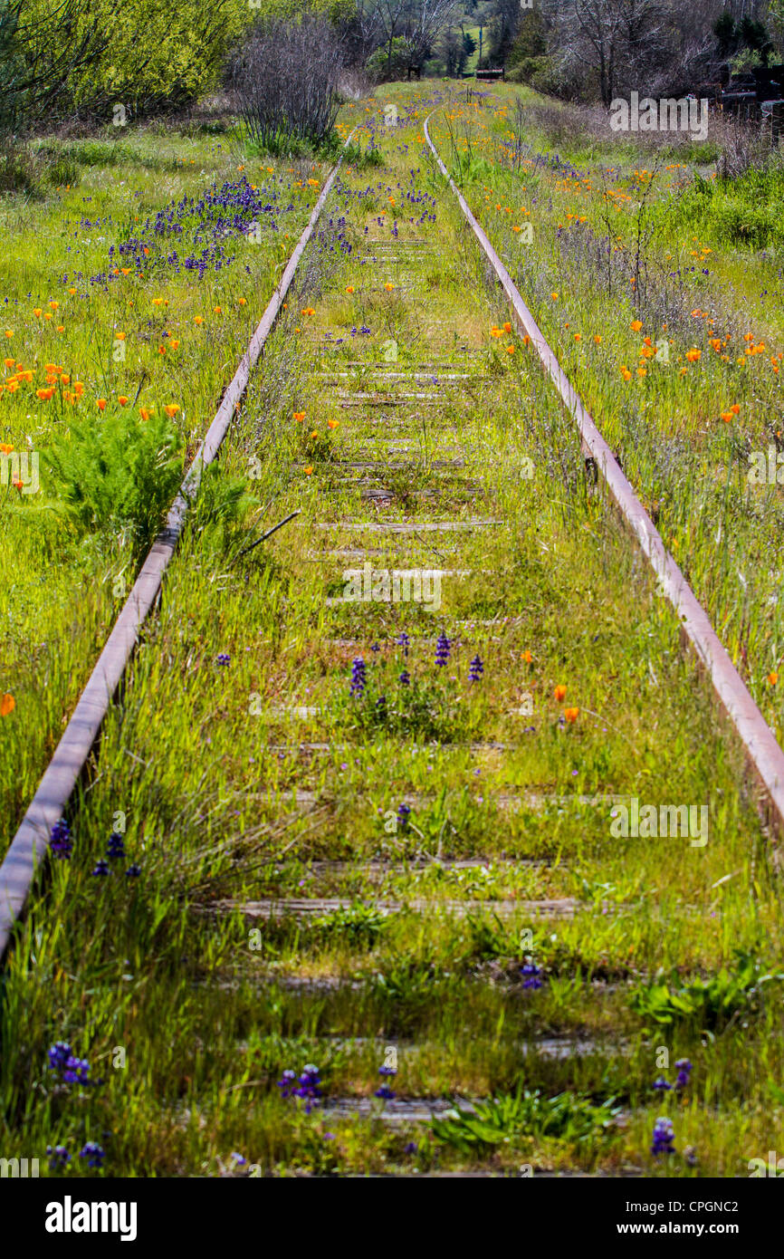 California Golden Poppies Growing in the railroad tracks in Geyserville California Stock Photo