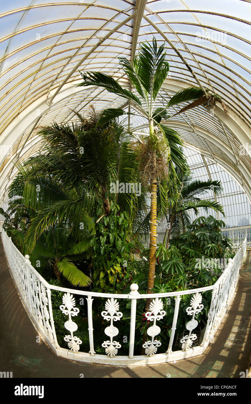 Glasshouse walkway, Palm House interior, Kew Royal Botanic Gardens, London, England, UK, United Kingdom, GB, Great Britain, Stock Photo