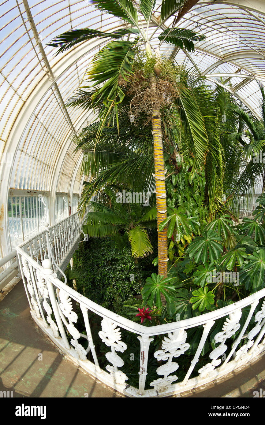 Glasshouse walkway, Palm House interior, Kew Royal Botanic Gardens, London, England, UK, United Kingdom, GB, Great Britain, Stock Photo