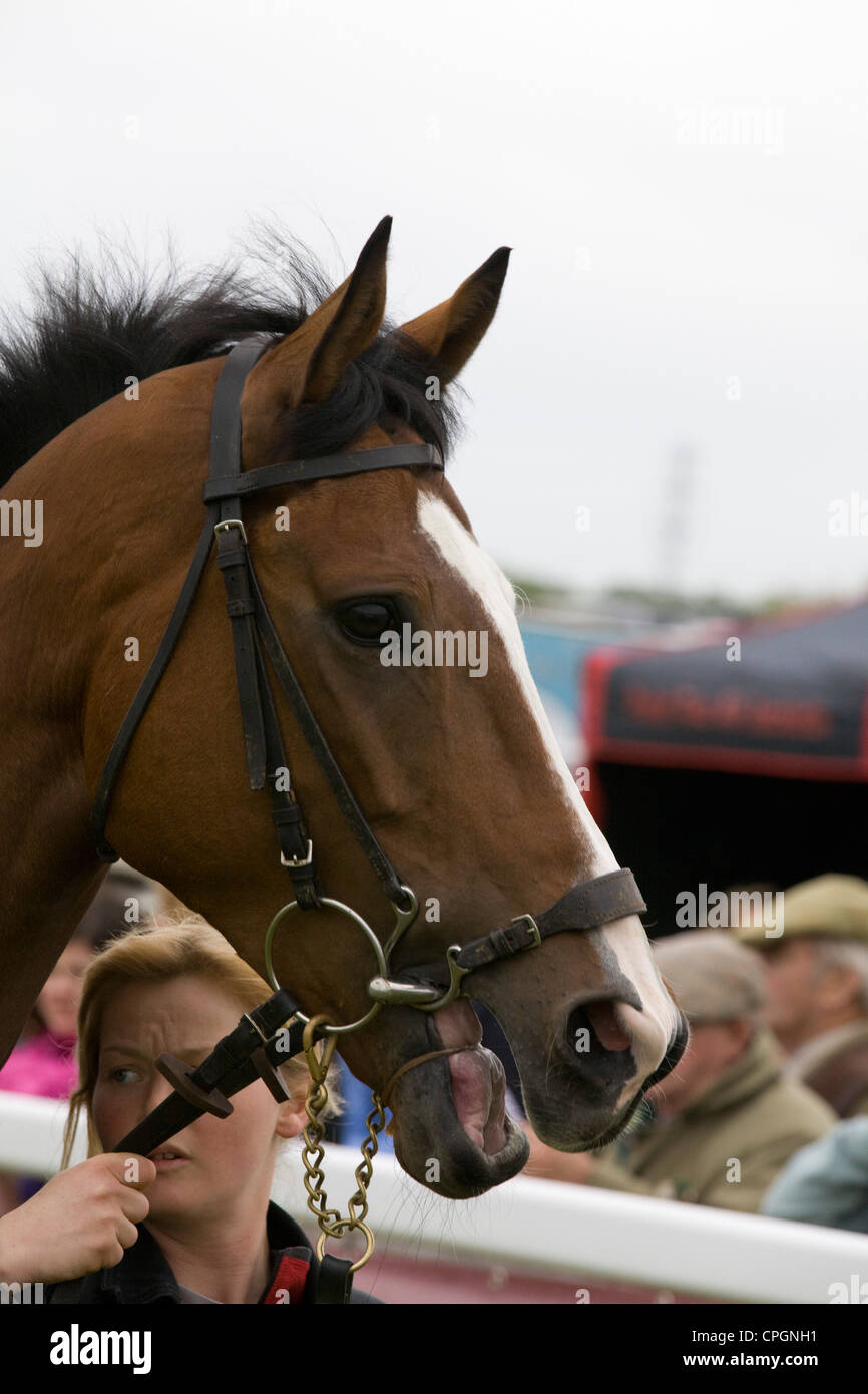 A Race horse walking around the collecting ring wearing a tonguetie Stock Photo Alamy