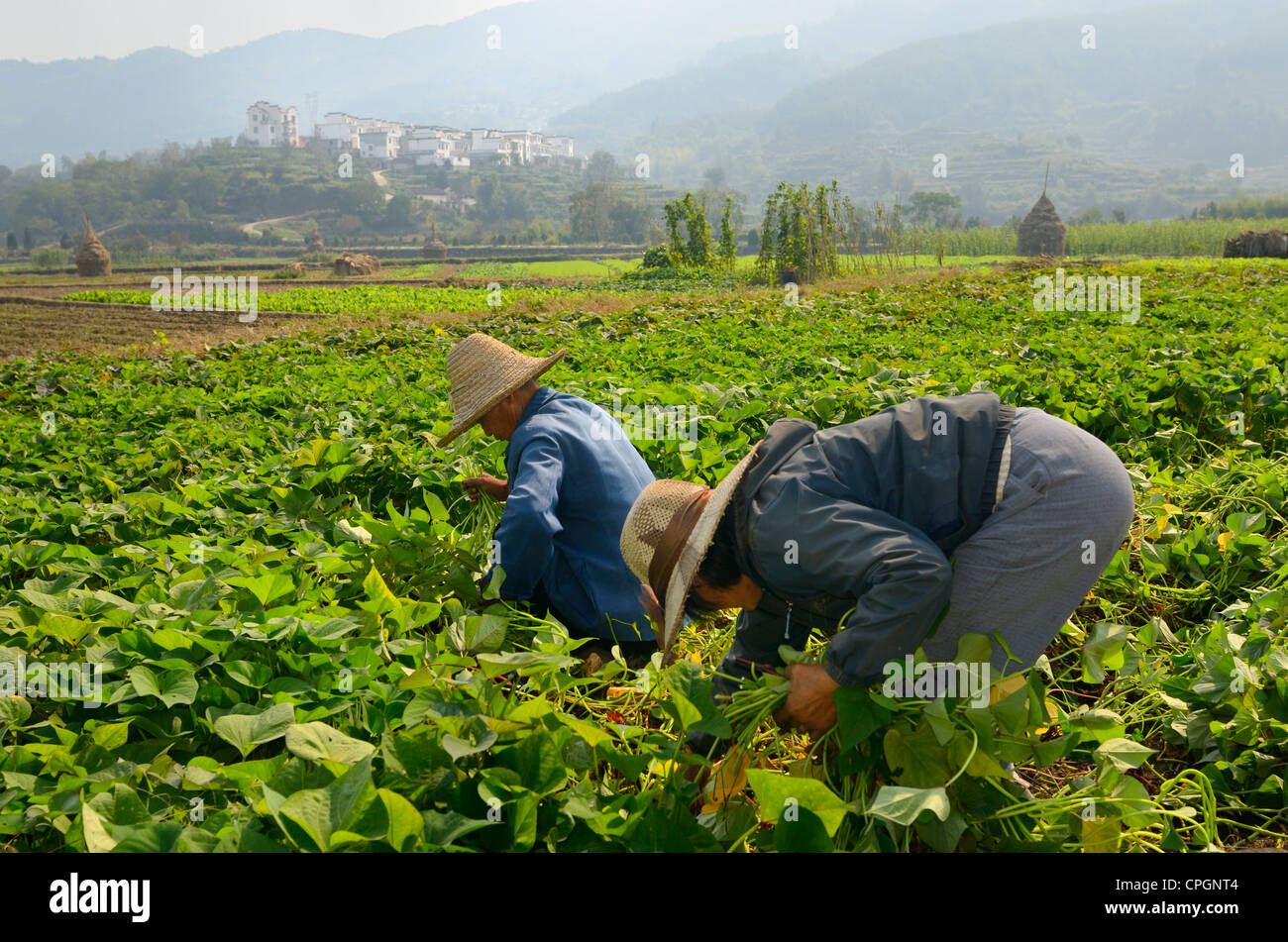Man and women harvesting potato leaves for pig feed on valley farmland at Yanggancun Huangshan Anhui Province Peoples Republic of China Stock Photo