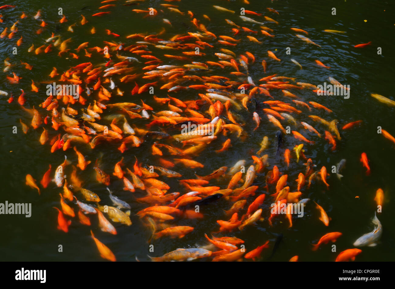 Circling Koi fish feeding on the surface of aYuyuan Gardens pond in Shanghai Peoples Republic of China Stock Photo