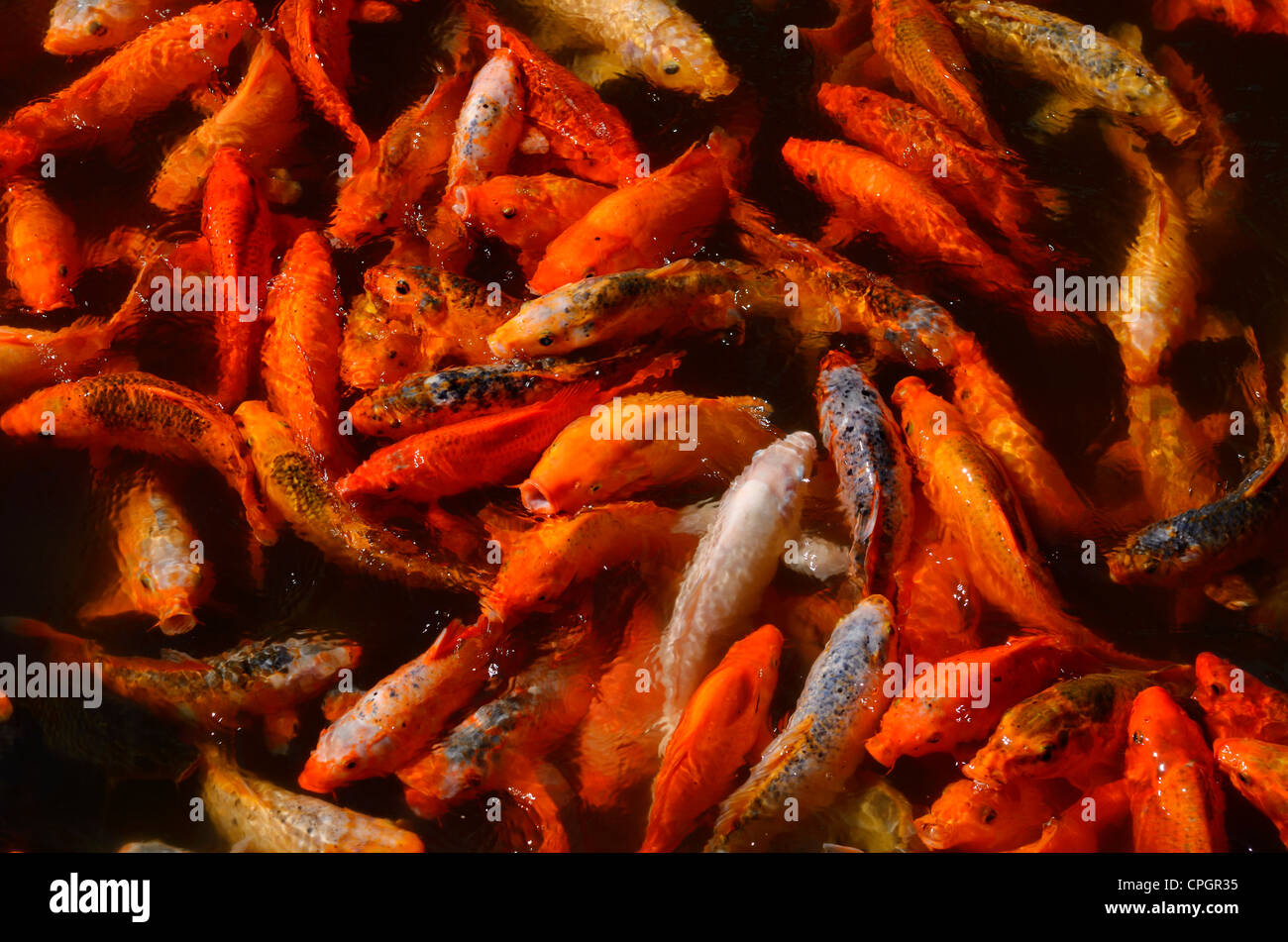 Close of up gold Koi fish feeding at the surface of black water of Yu Yuan Gardens pond in Shanghai Peoples Republic of China Stock Photo