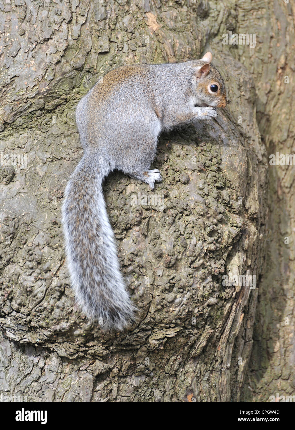 Grey squirrel, London, UK Stock Photo Alamy