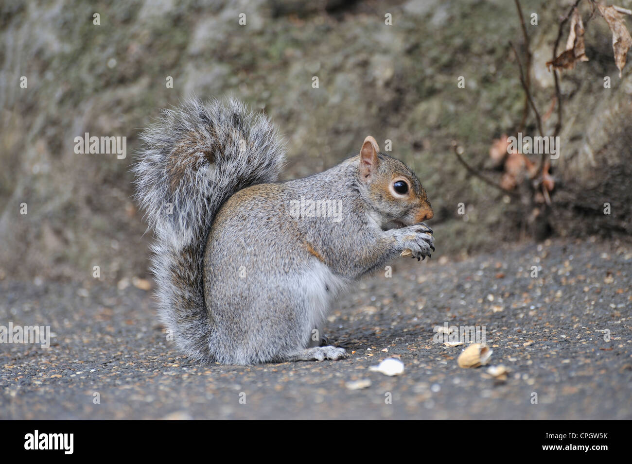 Grey squirrel, London, UK Stock Photo Alamy