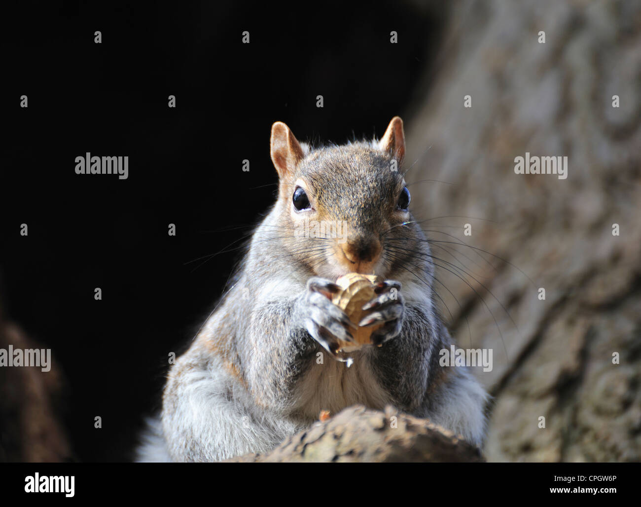 Grey squirrel, London, UK Stock Photo Alamy
