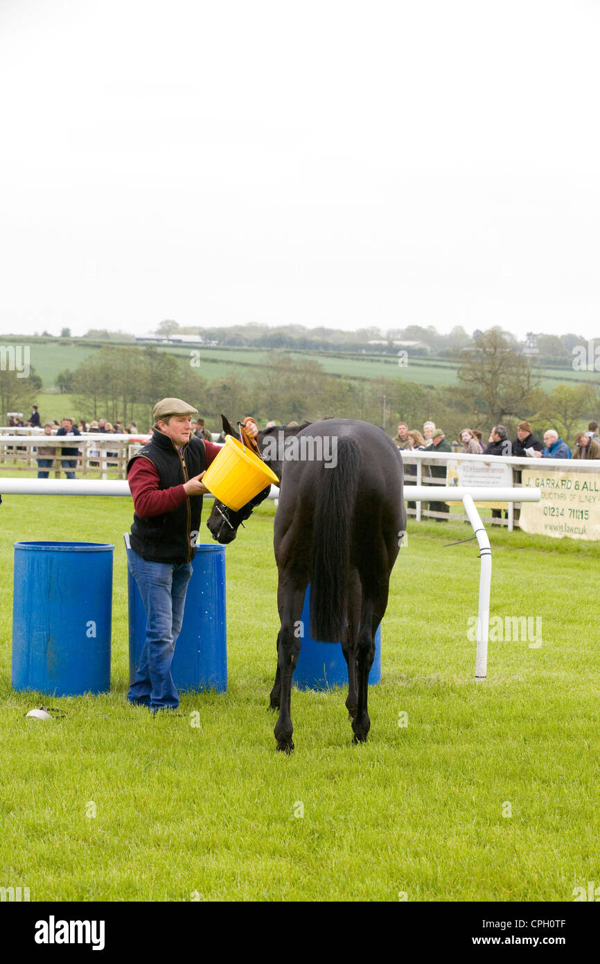 Horse cooling down after a horse race in England Stock Photo Alamy