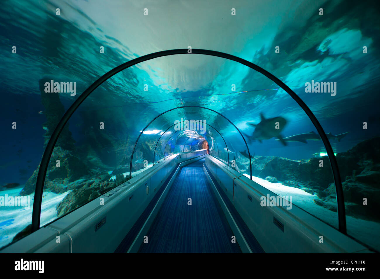 Long Glass Tunnel Built Under Artificially Created Aquarium - All Sea & Ocean Life Visible Stock Photo