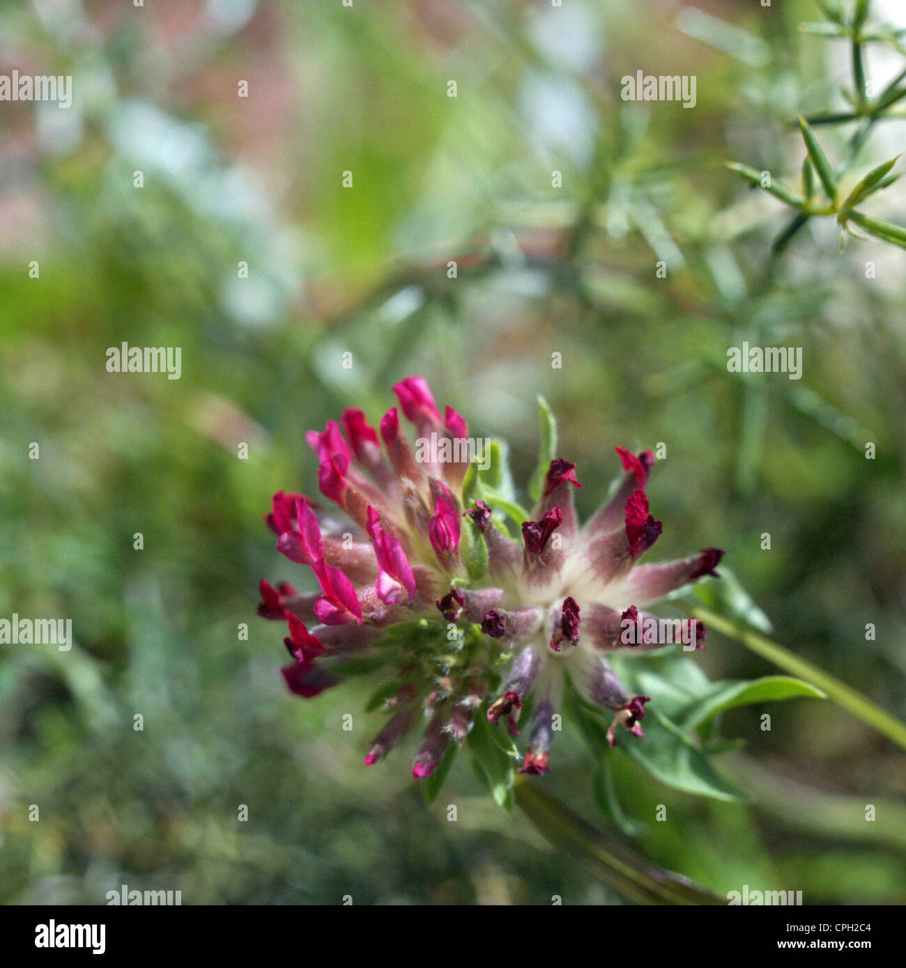 Red kidney vetch, Anthyllis vulneraria ssp rubriflora, flowering in Prines, Crete, Greece Stock Photo