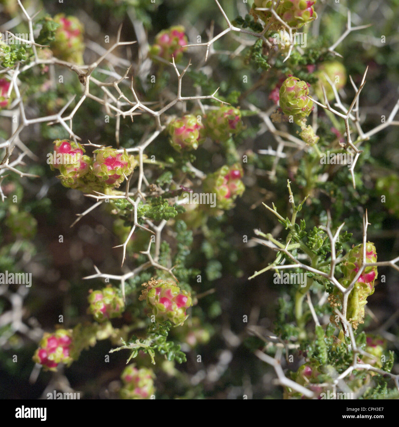 Close-up view of Sarcopoterium spinosum, also known as brushwood, thorny burnet or prickly burnet. Stock Photo
