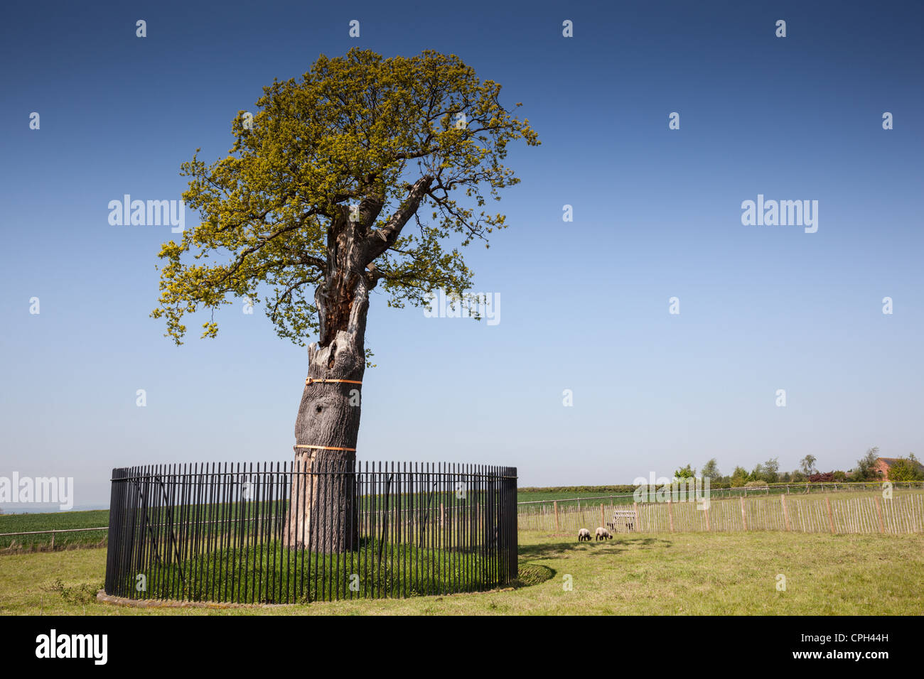 Boscobel or, the Royal Oak