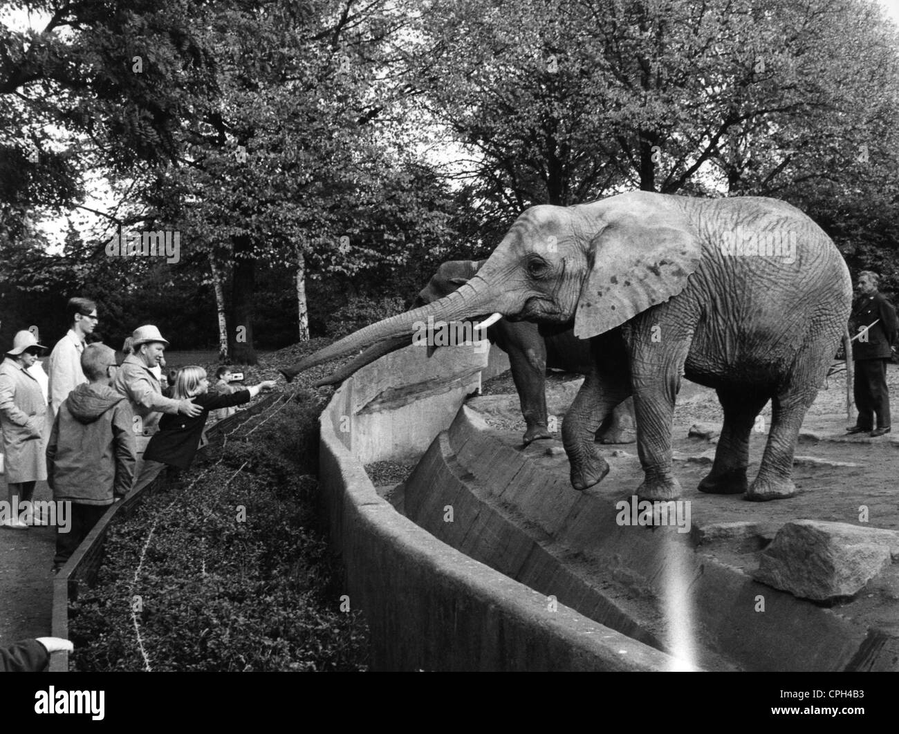 zoology, zoo, Tierpark Hagenbeck, Hamburg, Germany, child feeding elephants, October 1970, Additional-Rights-Clearences-Not Available Stock Photo