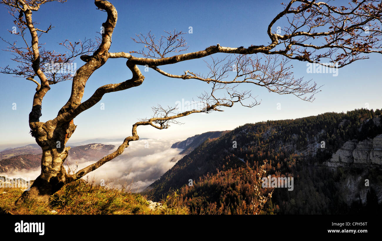 tree, common beech, Creux du Van, Fagus silvatica, rocks, autumn, fall, Jura, limestone, canton Neuchâtel, montane landscape, na Stock Photo