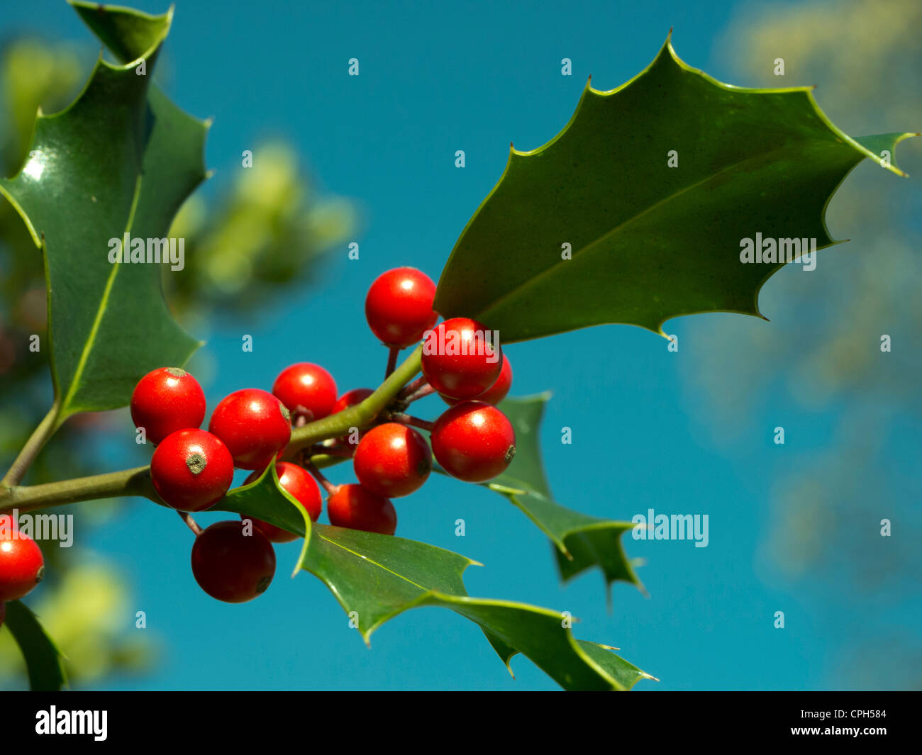 berry, drupe, Emmental, flora, fruit, shrub, bush, toxicity