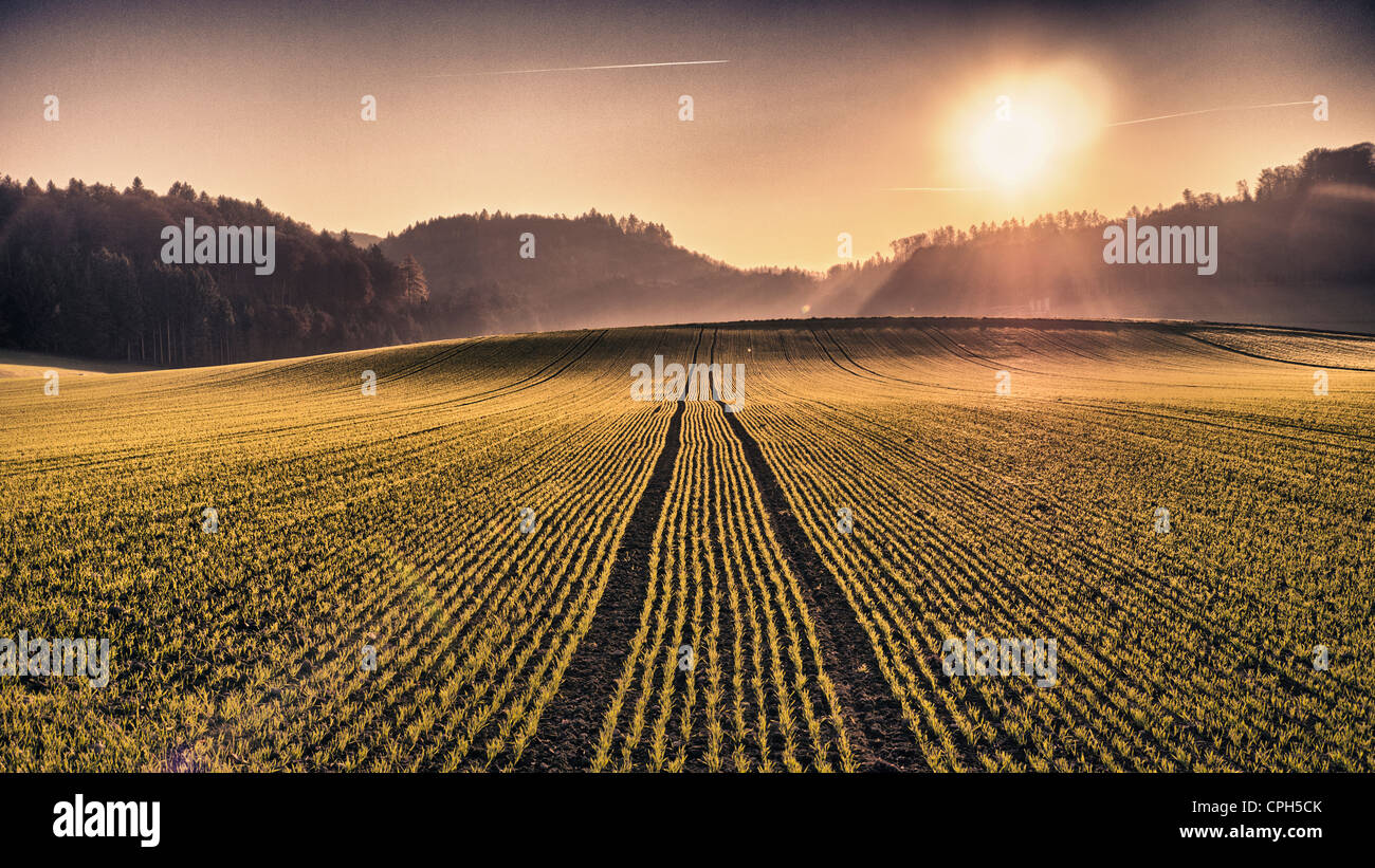 field, cornfield, corn field, grain field, crop, cereal, winter crop, winter cereals, winter barley, cereals, seed, sowing, Burg Stock Photo