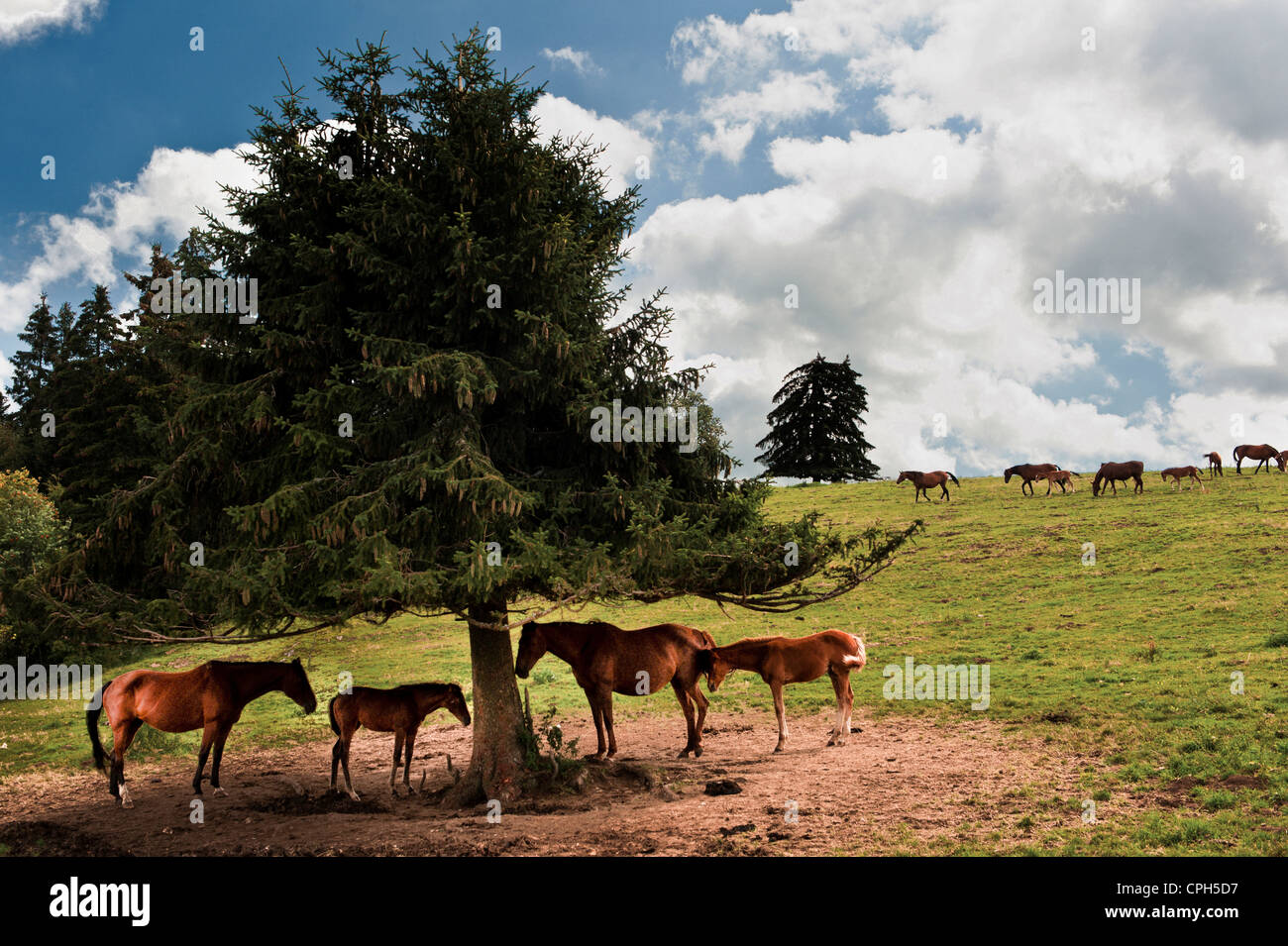 Jura mountains, horses, Freiberger, Swiss horse breeding, cold-blood horse, foal, filly, Franche Montages, Freiberger, canton Ju Stock Photo
