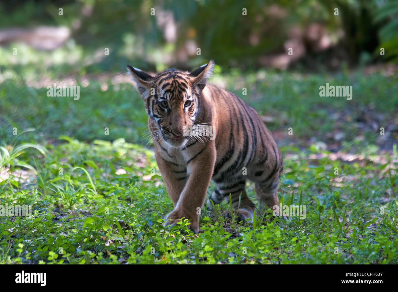 Malayan tiger cub, panthera tigris jacksoni, tiger, cub, animal Stock
