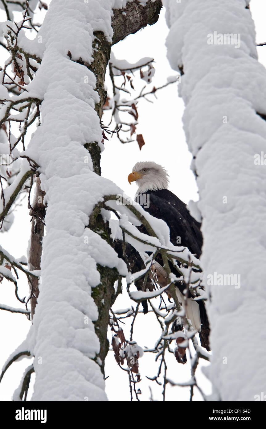 bald eagle, chilkat, preserve, bird, eagle, winter, snow, Haines, Alaska Stock Photo