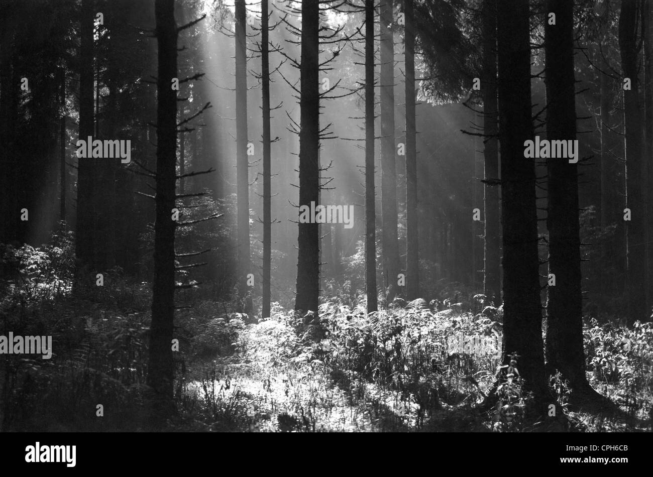botany, trees, spruce (Picea), morning sun in a spruce forrest, picture postcard, Hermann Eckert, Eisenach, Germany, circa 1950, Additional-Rights-Clearences-Not Available Stock Photo