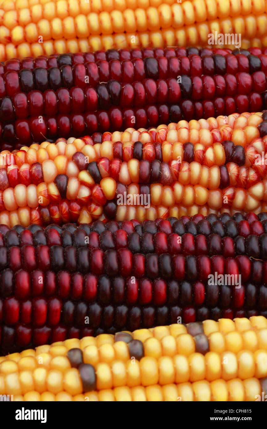 Different Colors Of Corn High Resolution Stock Photography and Images ...