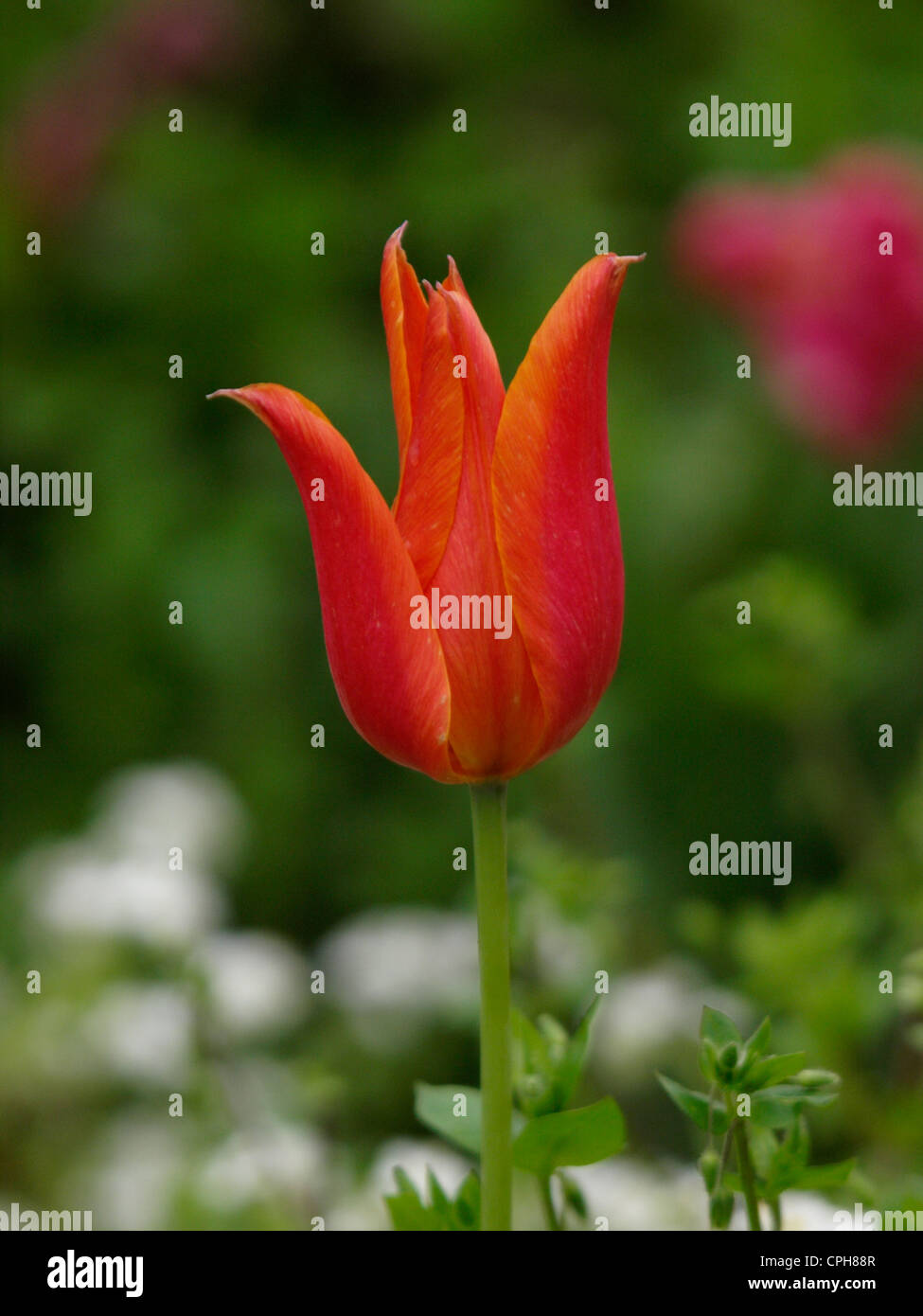 One tulip hi-res stock photography and images - Alamy