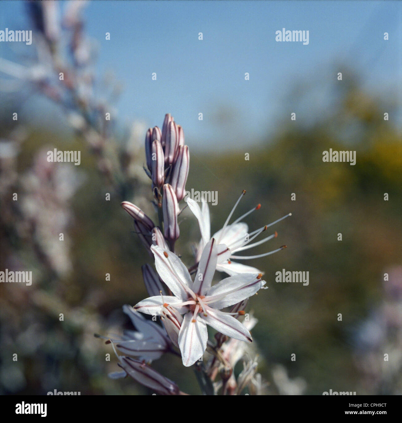 The asphodel flowers on Crete vary in colour from white to a fleshy pink. The difference is not  biologically important Stock Photo
